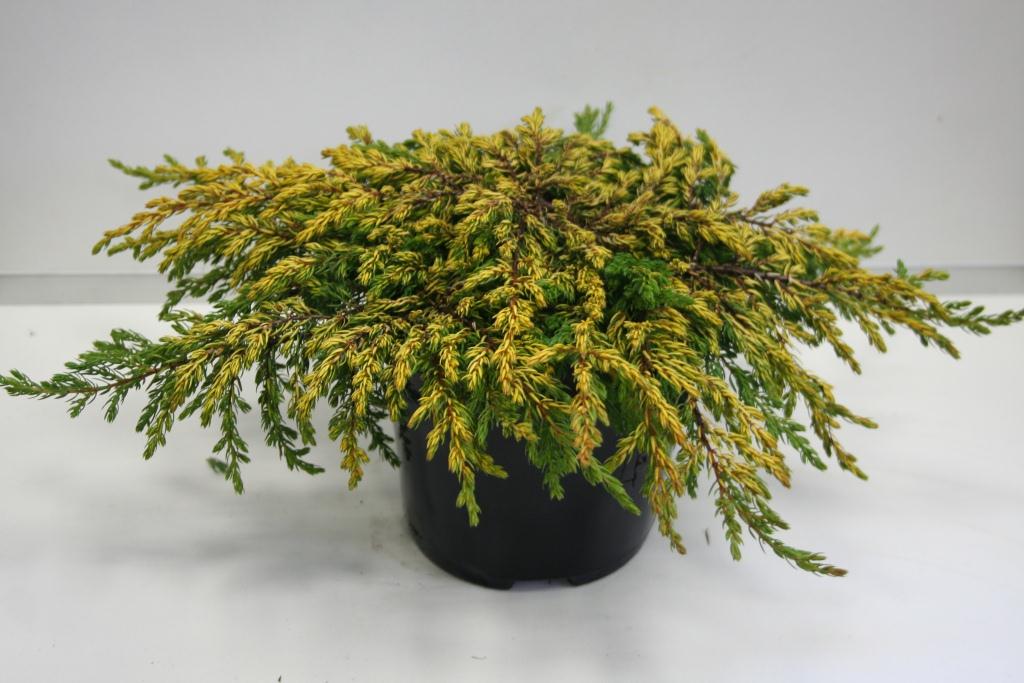 Можжевельник обыкновенный Голдшатц